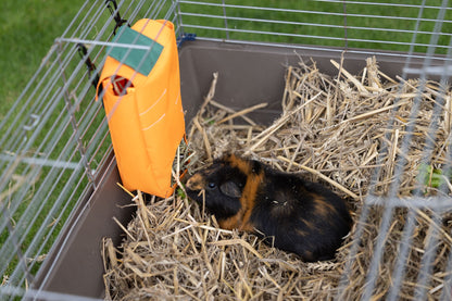 Carrot Hay Bag Feeder