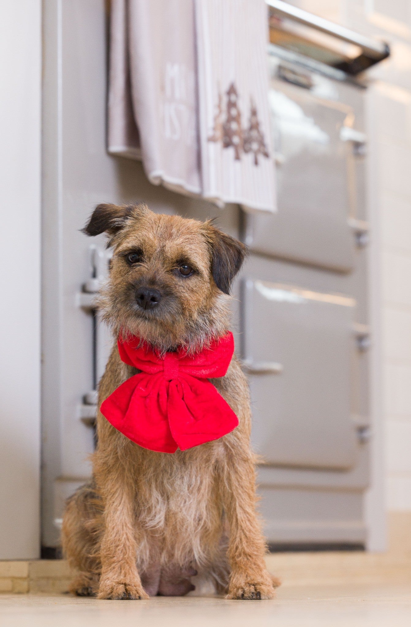 Oversized Red Velvet Bow Tie