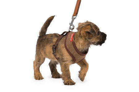 Brown Tweed Memory Foam Harness