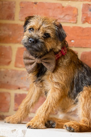 Brown Tweed Bow Tie
