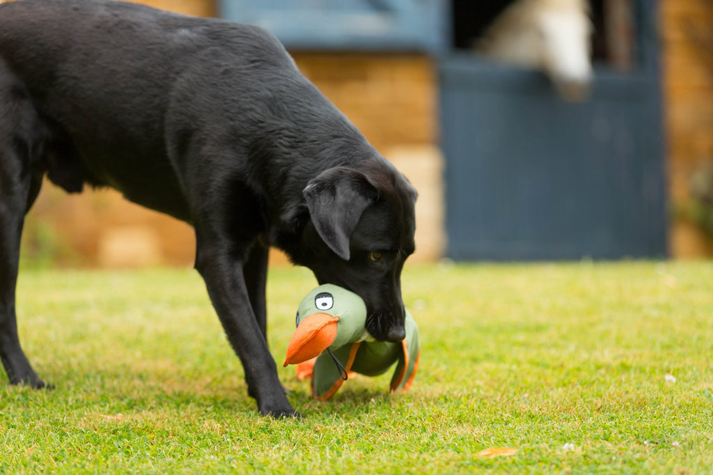 Duck Canvas Thrower Dog Toy Khaki www.houseofpaws