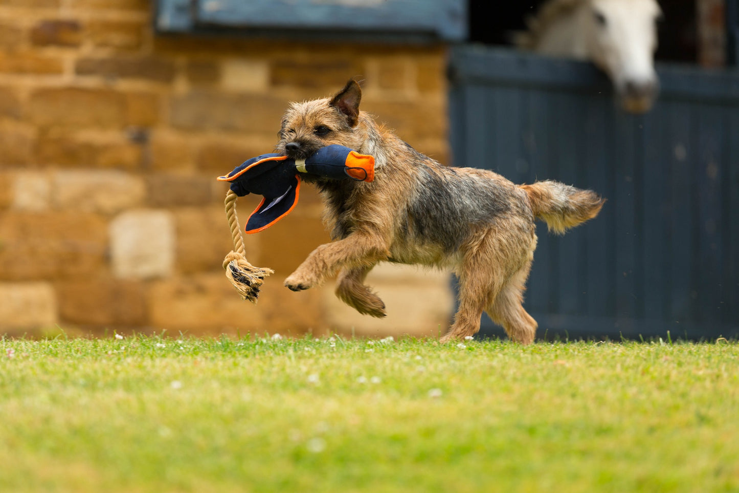Duck!  Canvas Thrower Dog Toy Navy